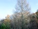 Arboretum 2 - Vielle-Soubiran