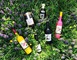 Domaine de Marquestau & Co 1 - Hontanx