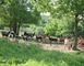 Ferme de l'Hecso 5 - Betbezer-d'Armagnac
