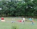 Complexe canin et félin Le Tic 4 - Losse