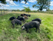 Porcs noirs plein air du Gioulé 2 - Cazères-sur-l'Adour