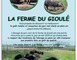 Porcs noirs plein air du Gioulé 1 - Cazères-sur-l'Adour