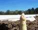Ferme des Sables blancs 2 - Cachen