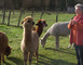 Ferme le Hillot élevage d'alpagas 6 - Bourriot-Bergonce
