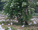 Les canards de Labastide 1 - Labastide-d'Armagnac