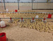 Les canards de Labastide 2 - Labastide-d'Armagnac