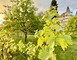 Scea Château Tour Blanc 3 - Parleboscq