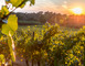 Domaine d'UBY 4 - Cazaubon